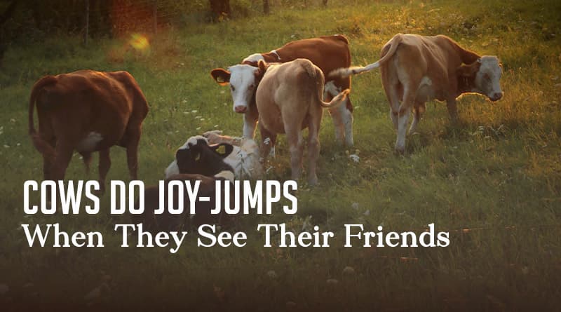 Cows Do Joy-Jumps When They See Their Friends