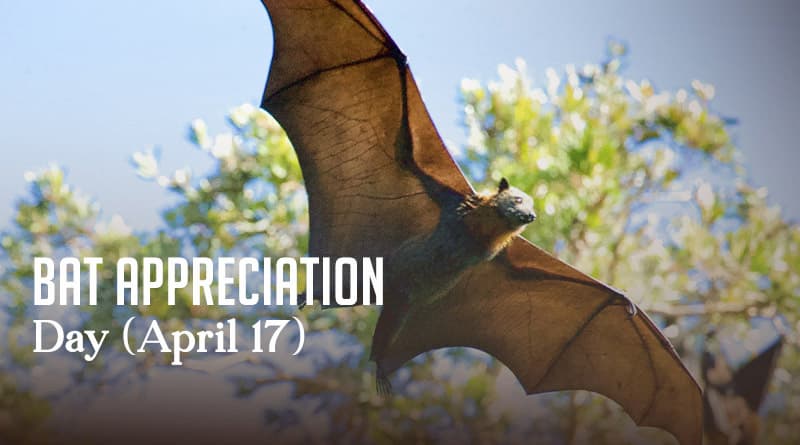 Bat Appreciation Day (April 17)