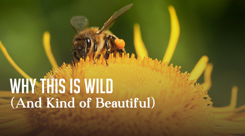 Why This Is Wild (And Kind of Beautiful)