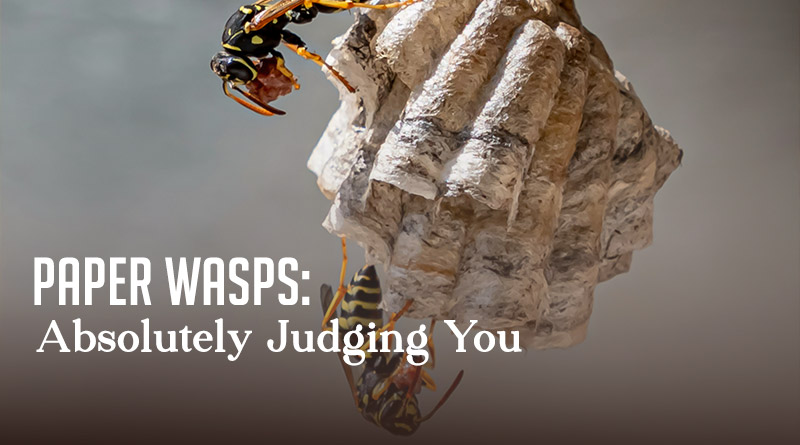 Paper Wasps: Absolutely Judging You