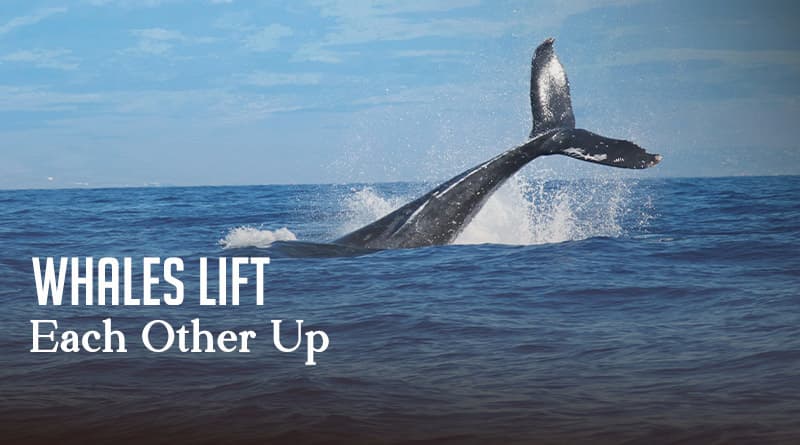 Whales Lift Each Other Up