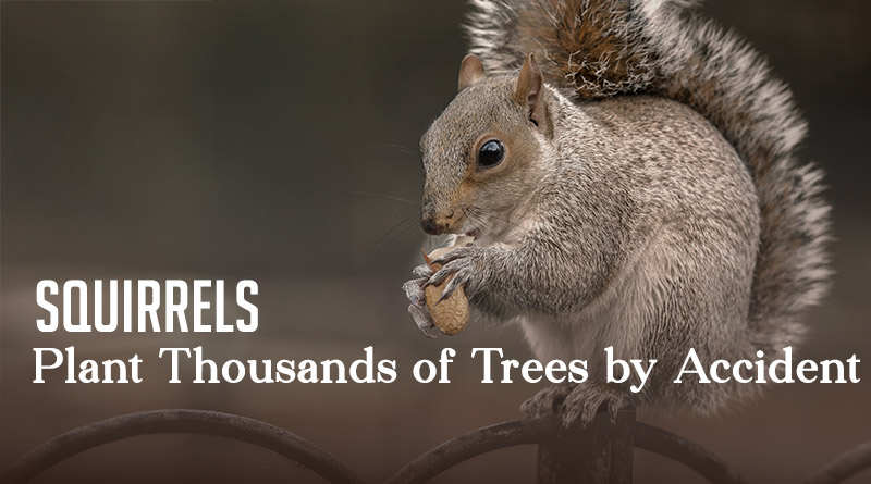 Squirrels Plant Thousands of Trees by Accident