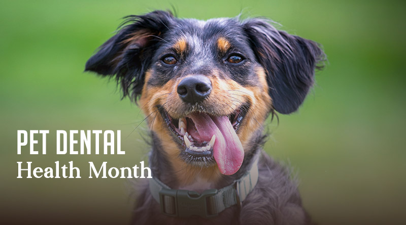 Pet Dental Health Month