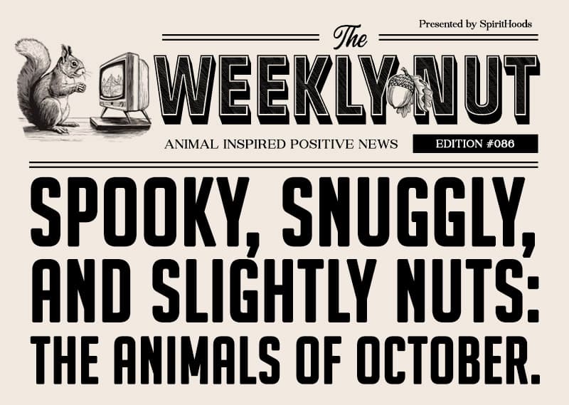 Spooky, Snuggly, and Slightly Nuts: The Animals of October