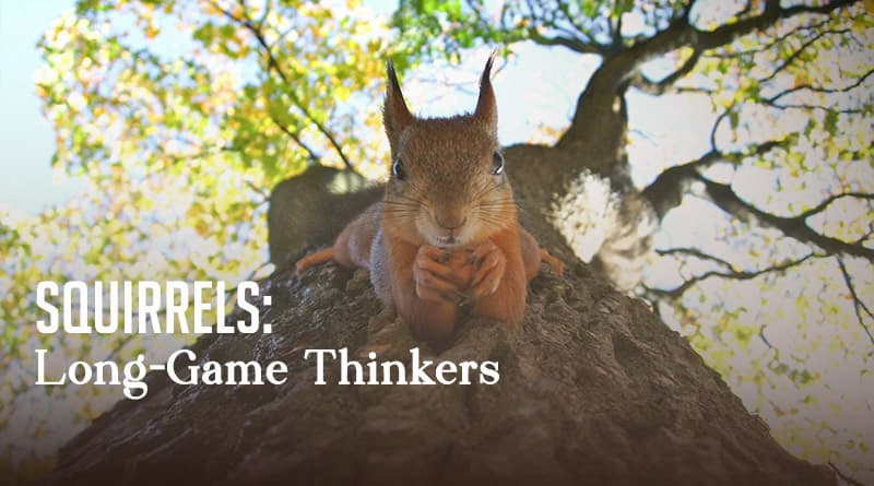 Squirrels: Long-Game Thinkers
