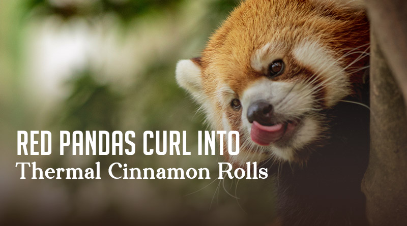 Red Pandas Curl Into Thermal Cinnamon Rolls