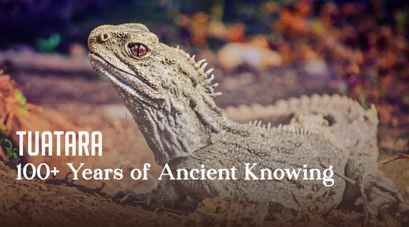 Tuatara – 100+ Years of Ancient Knowing
