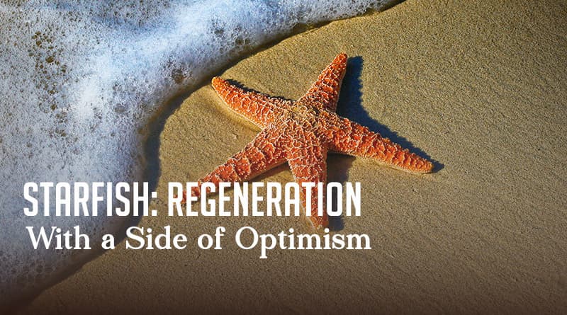 Starfish: Regeneration With a Side of Optimism