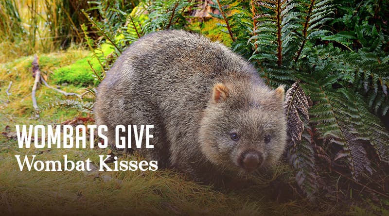 Wombats Give Wombat Kisses