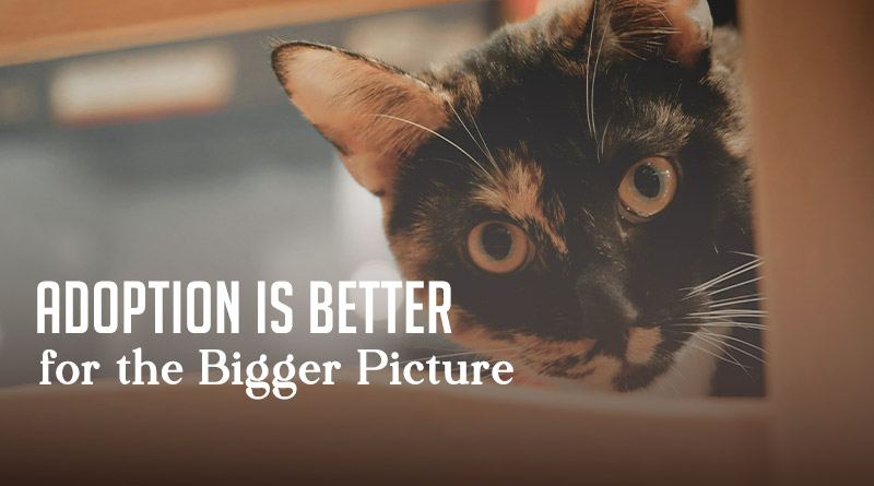 Rescue Animals Know Gratitude