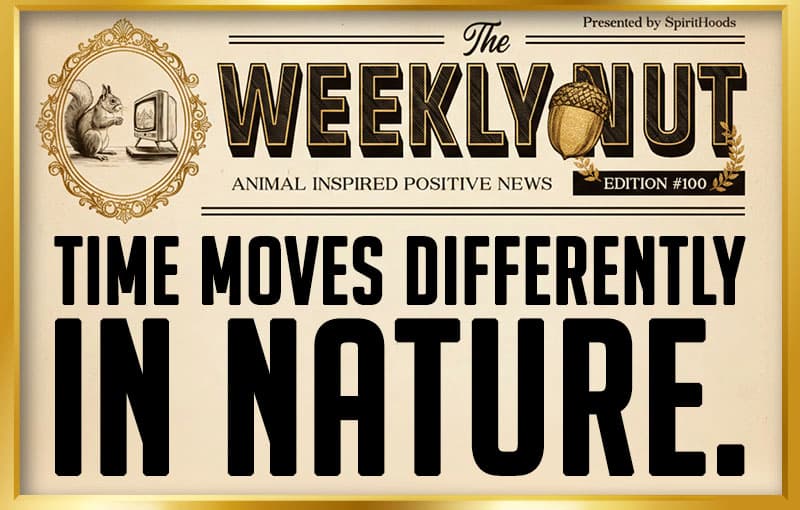 The 100th Weekly Nut