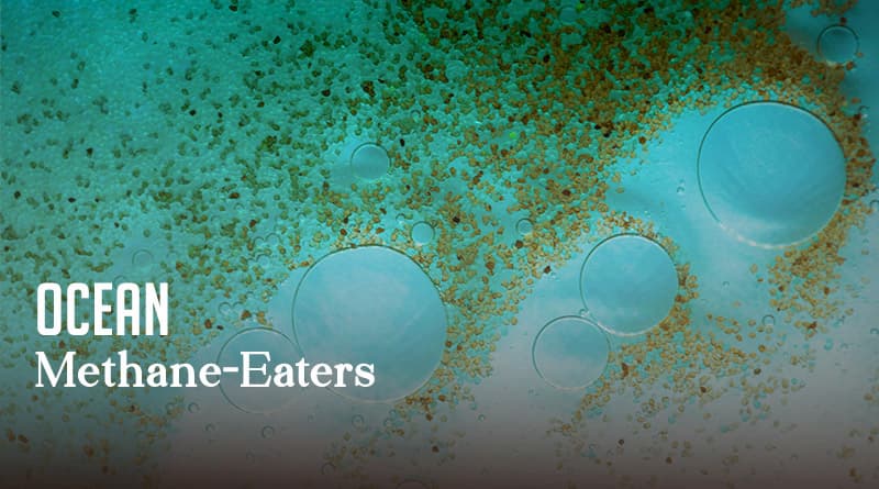 Ocean Methane-Eaters