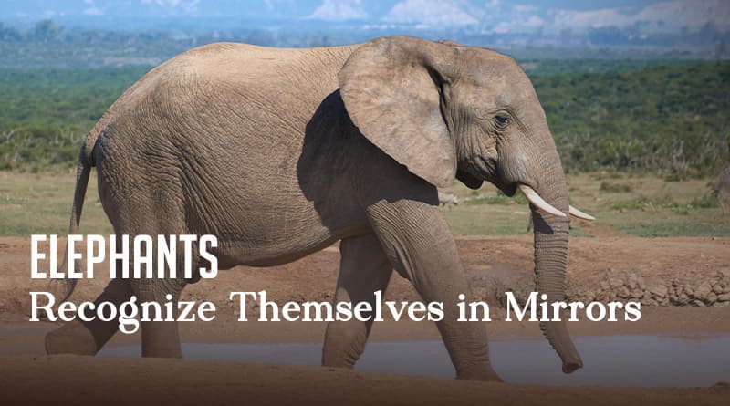 Elephants Recognize Themselves in Mirrors 