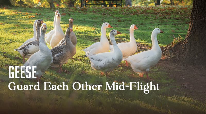 Geese Guard Each Other Mid-Flight