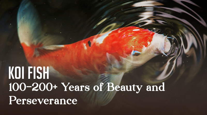 Koi Fish – 100–200+ Years of Beauty and Perseverance