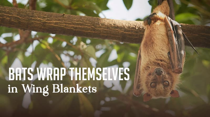 Bats Wrap Themselves in Wing Blankets