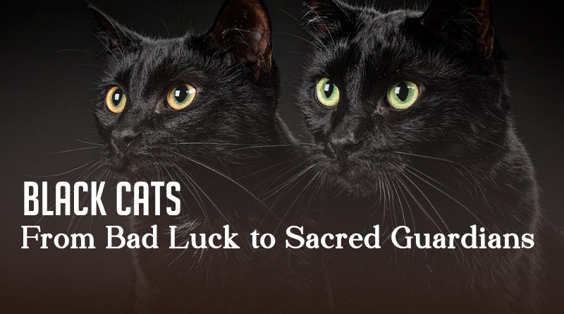 Black Cats - From Bad Luck to Sacred Guardians