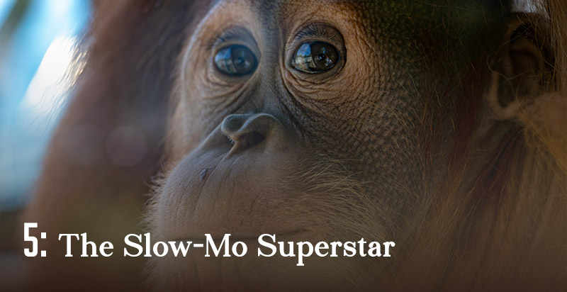 The Slow-Mo Superstar