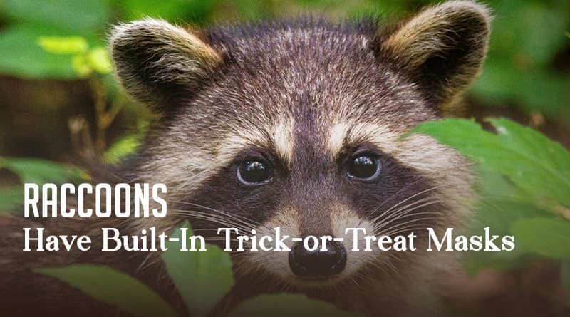 Raccoons Have Built-In Trick-or-Treat Masks