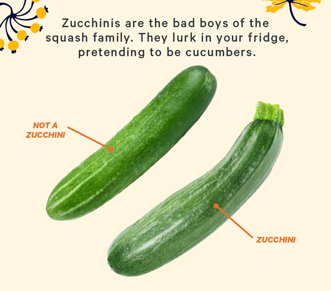 Zucchinis are the bad boys of the squash family. They lurk in your fridge, pretending to be cucumbers.  (Image: Zucchini next to a cucumber)