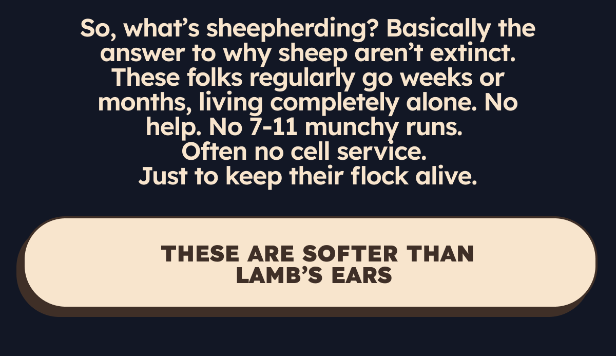 These folks regularly go weeks, or more, living completely alone. No help. No 7-11 munchy runs. Often no cell service. Just to keep their flock alive.   CTA: These Are Softer Than Lamb’s Ears