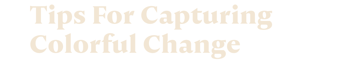 Tips For Capturing Colorful Change