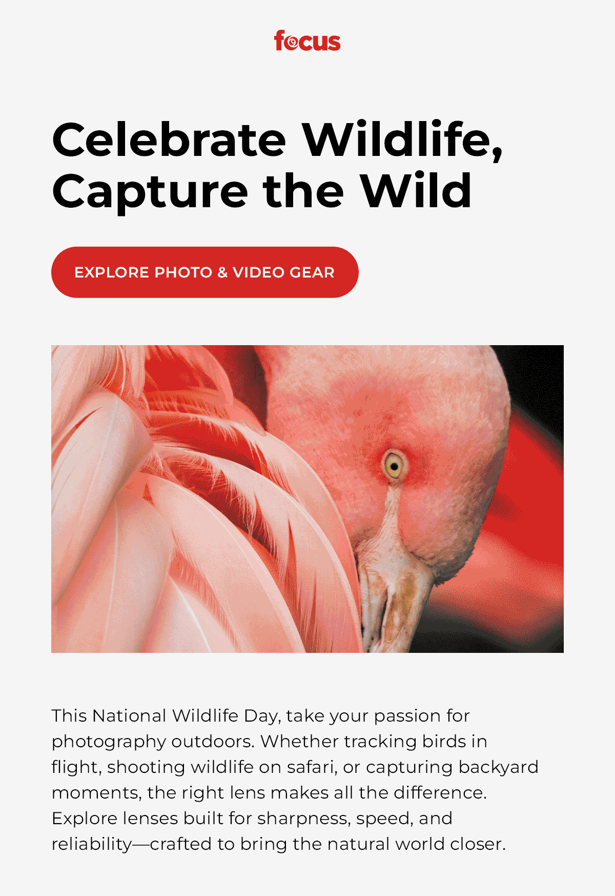 Celebrate the wildlife. explore photo video gear (wildlife photography imagery)