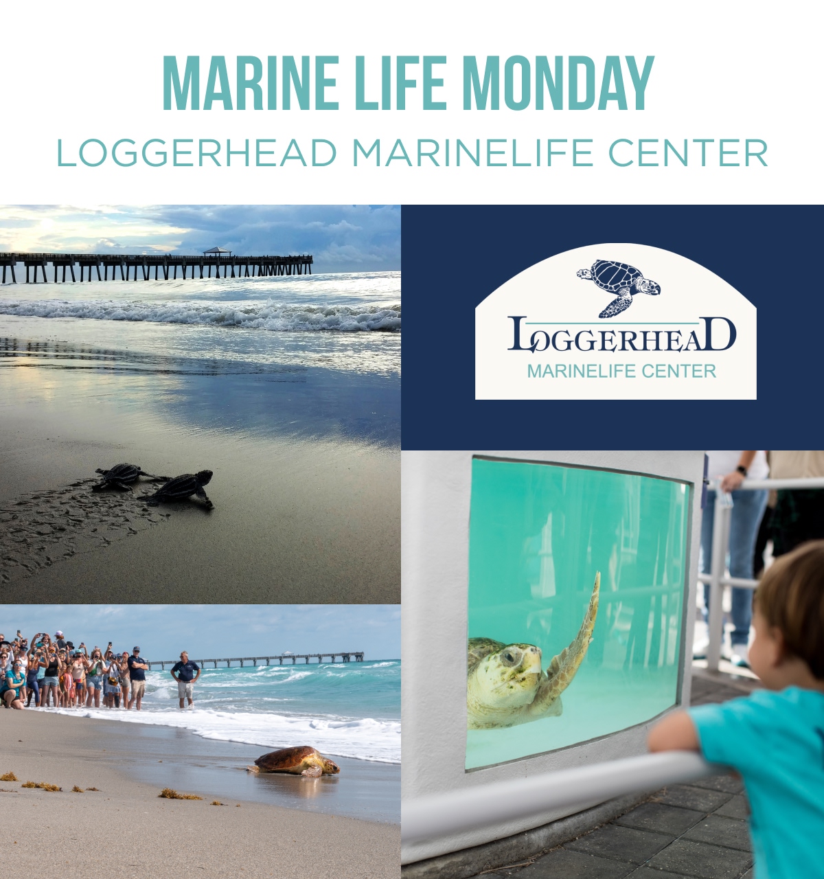 MARINE LIFE MONDAY LOGGERHEAD MARINELIFE CENTER