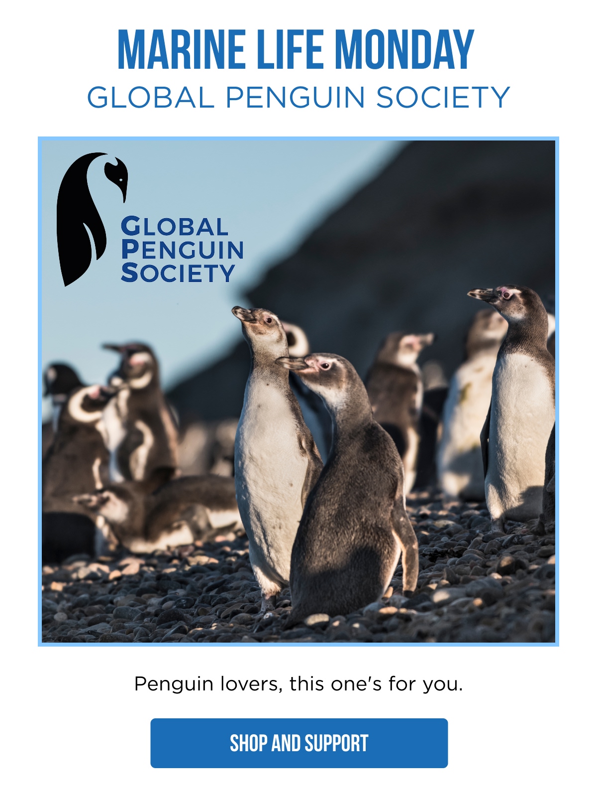 MARINE LIFE MONDAY GLOBAL PENGUIN SOCIETY  GLOBAL PENGUIN SOCIETY  Penguin lovers, this one's for you.  [SHOP AND SUPPORT]