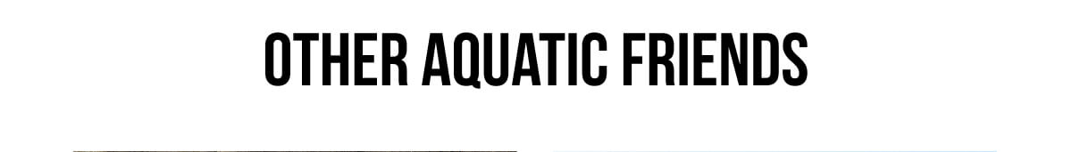 Other Aquatic Friends