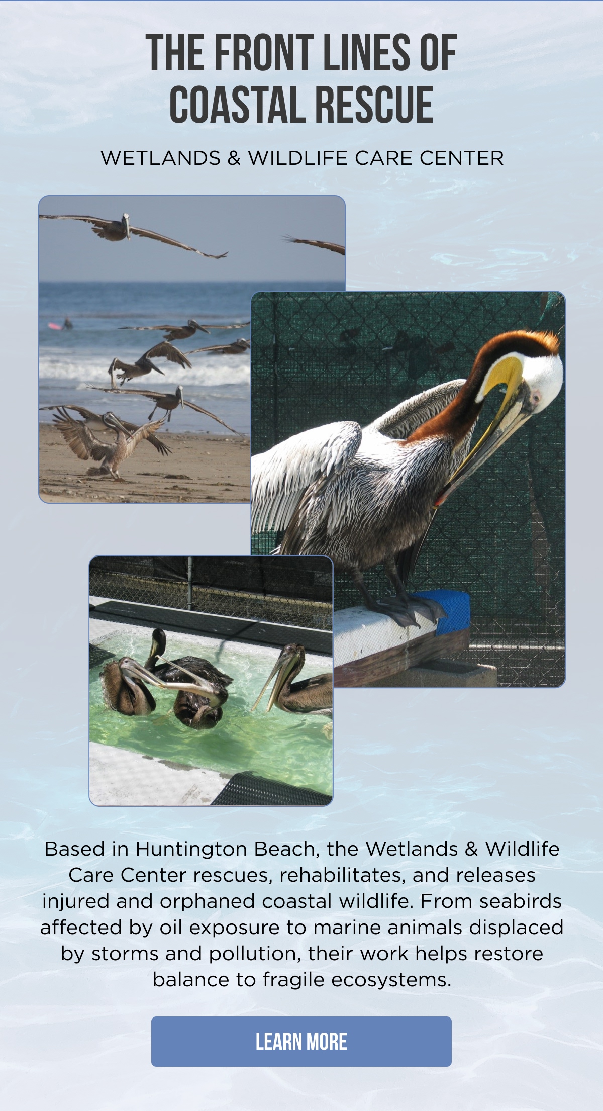 THE FRONT LINES OF COASTAL RESCUE WETLANDS & WILDLIFE CARE CENTER  Based in Huntington Beach, the Wetlands & Wildlife Care Center rescues, rehabilitates, and releases injured and orphaned coastal wildlife. From seabirds affected by oil exposure to marine animals displaced by storms and pollution, their work helps restore balance to fragile ecosystems.  [[LEARN MORE]]