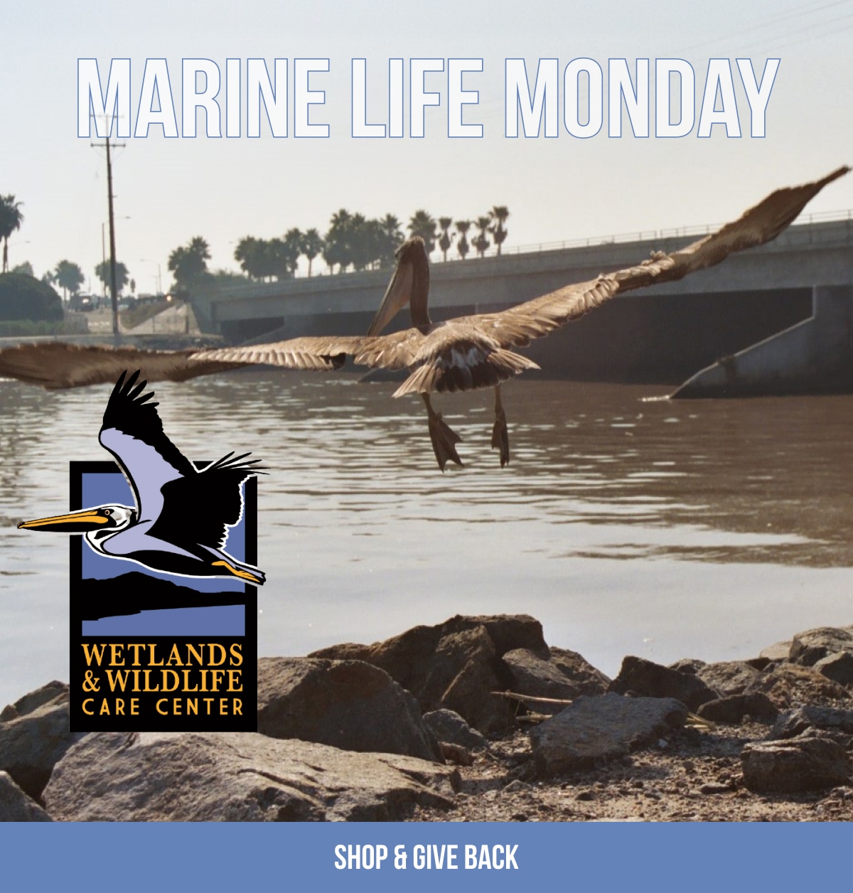 MARINE LIFE MONDAY WETLANDS & WILDLIFE CARE CENTER [[SHOP & GIVE BACK]]