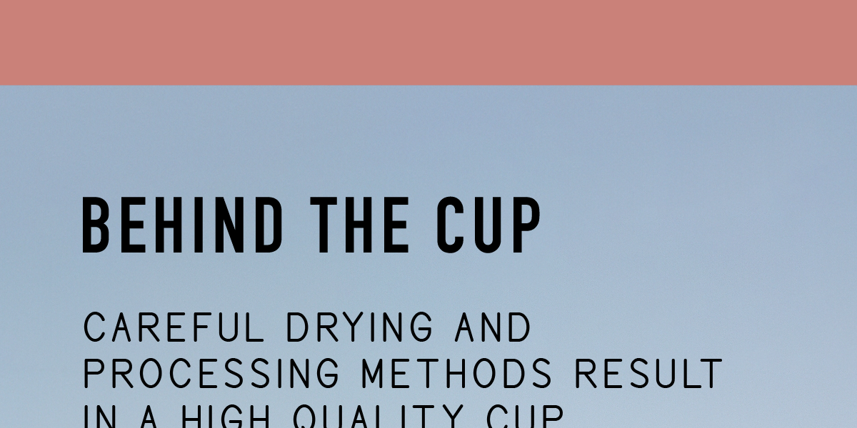 Behind the cup. Careful drying and processing methods result in a high quality cup.