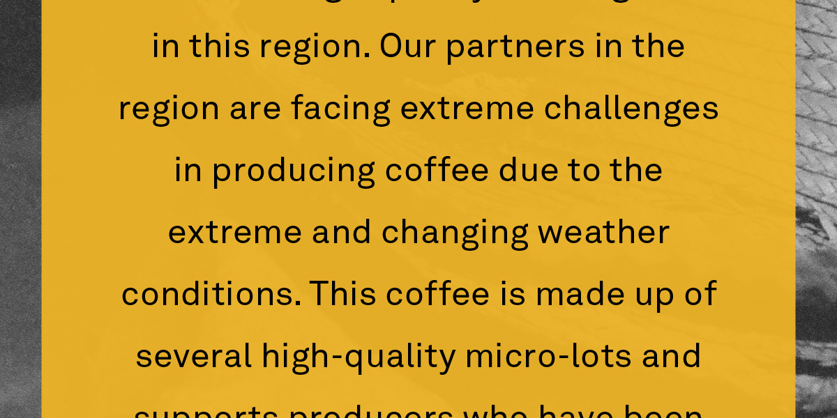 Every year, we visit Honduras on origin trips, and we are amazed by the volume of high-quality coffee grown in this region. Our partners in the region are facing extreme challenges in producing coffee due to the extreme and changing weather conditions. This coffee is made up of several high-quality micro-lots and supports producers who have been severely affected by unprecedented weather conditions.