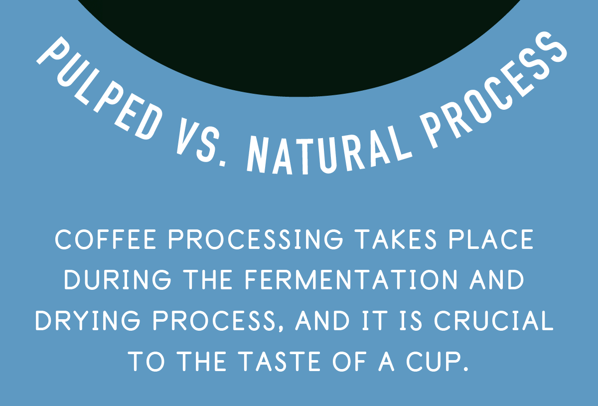 Pulped vs. Natural Process. Coffee processing takes place during the fermentation and drying process, and it is crucial to the taste of a cup.