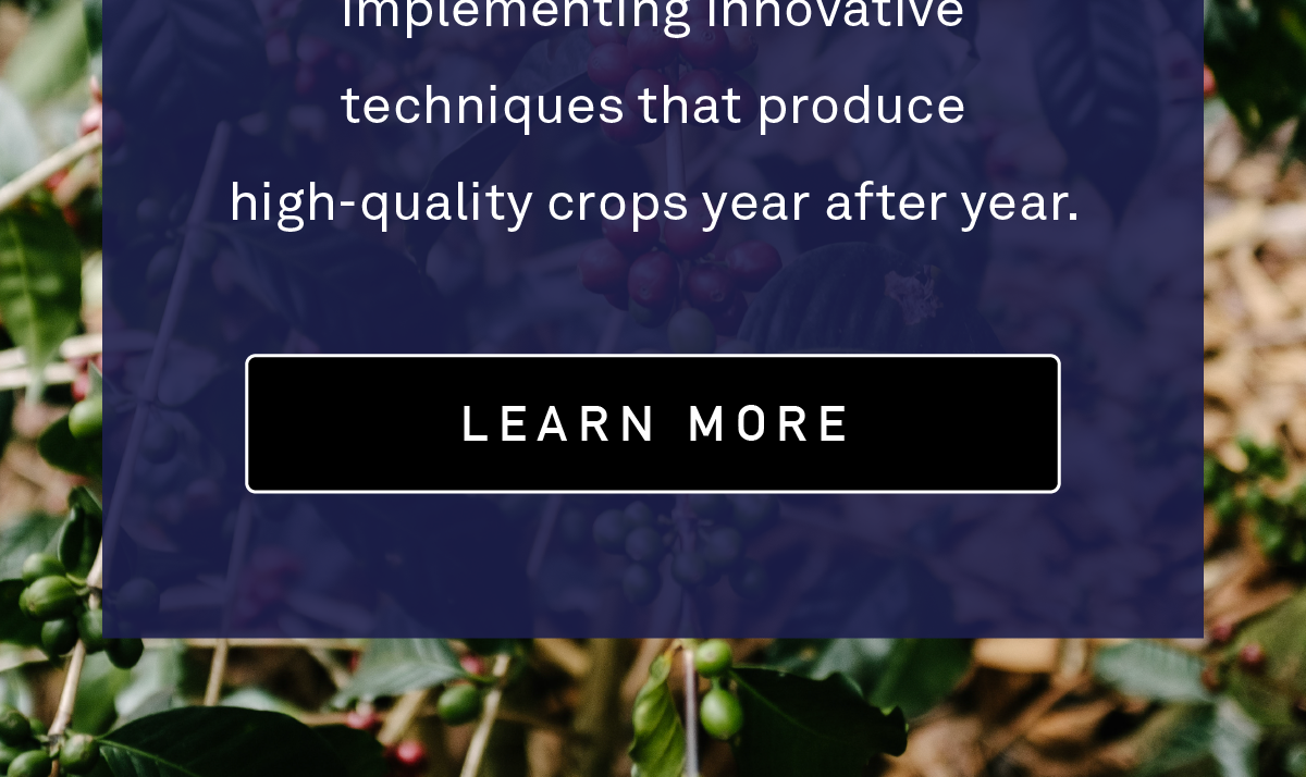 Luis Pedro is a fourth-generation coffee farmer with an agronomic background. He pays impeccable attention to detail to the growing and production of coffee, implementing innovative techniques that produce high-quality crops year after year.