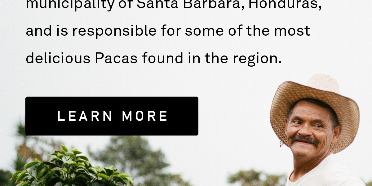 The Benitez family has been involved in coffee growing for generations in the Cielito municipality of Santa Barbara, Honduras, and is responsible for some of the most delicious Pacas found in the region.