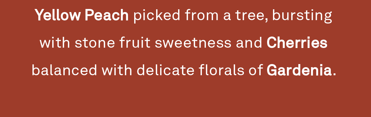 A Summer garden, Worka is like a plump Yellow Peach picked from a tree, bursting with stone fruit sweetness and Cherries balanced with delicate florals of Gardenia.