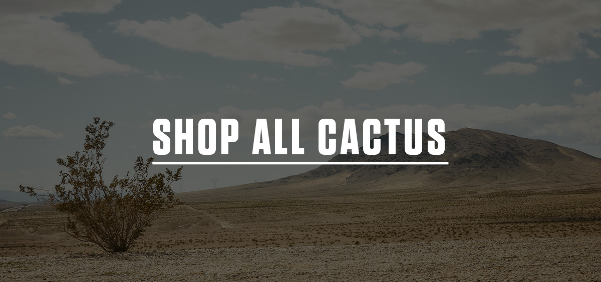 SHOP CACTUS | SHOP NOW