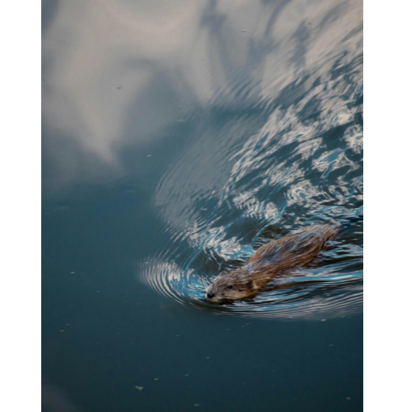beaver