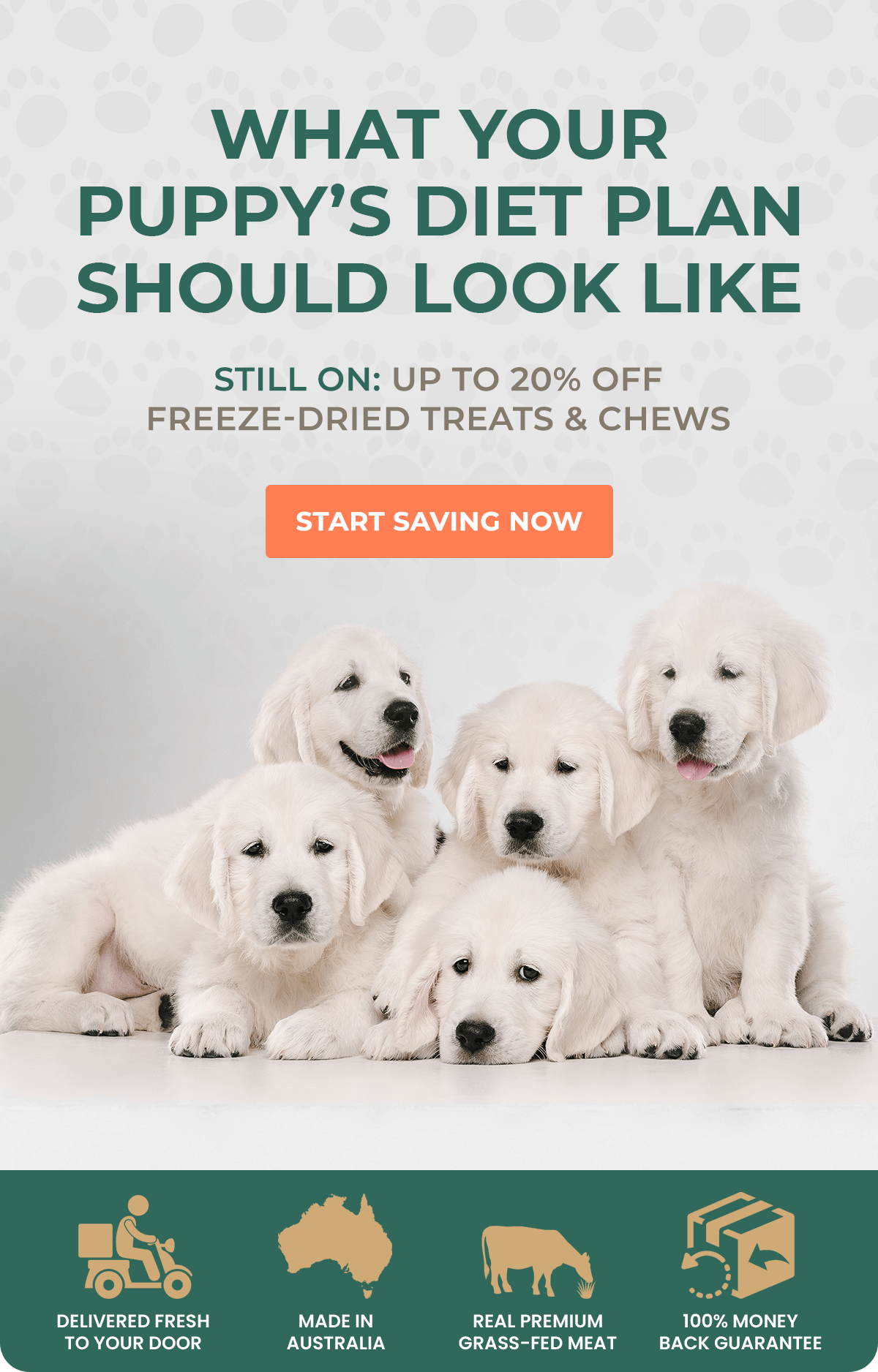 What your puppy’s diet should look like Pet Snacks