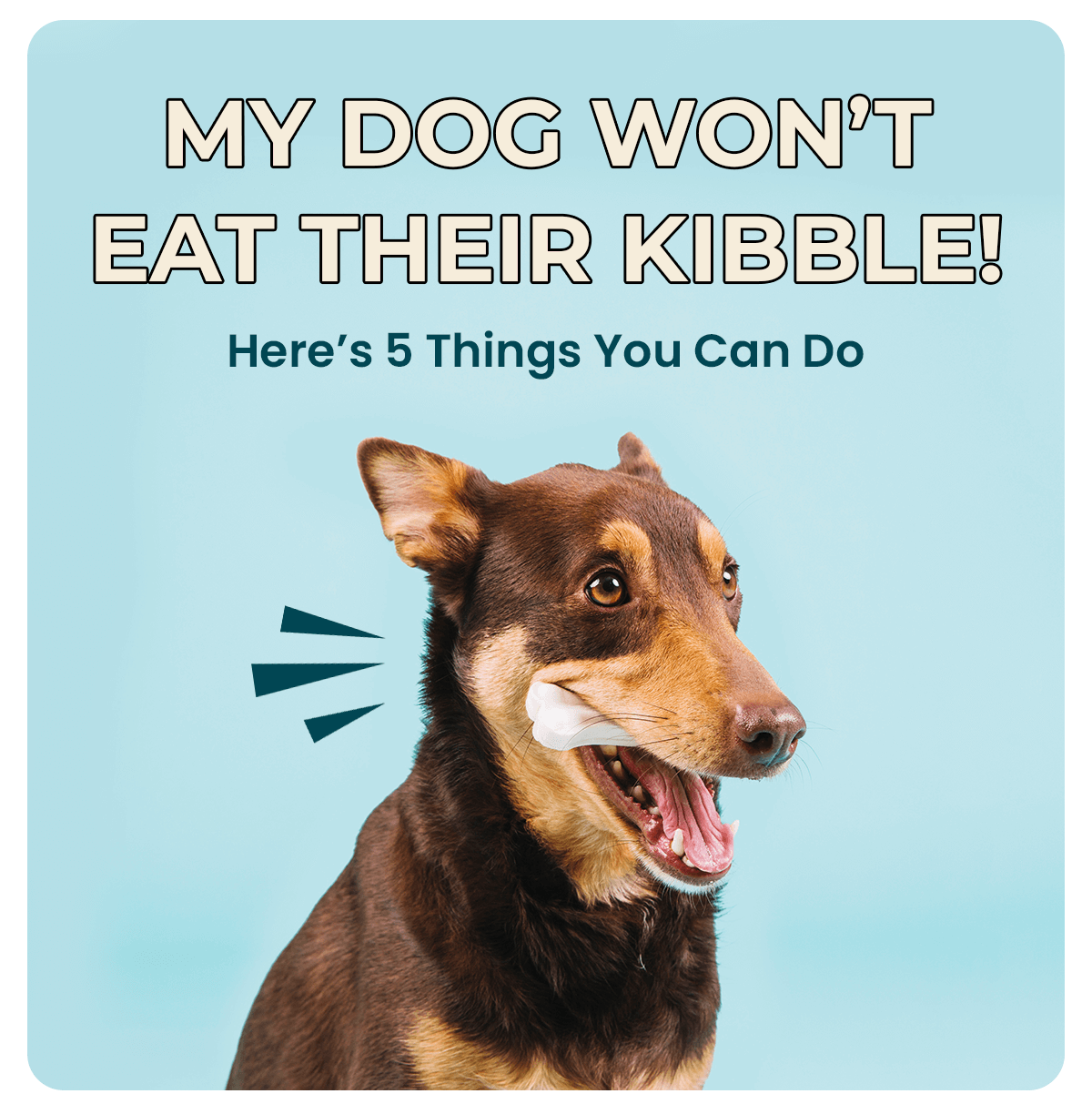 How to refresh your dogs kibble Pet Snacks