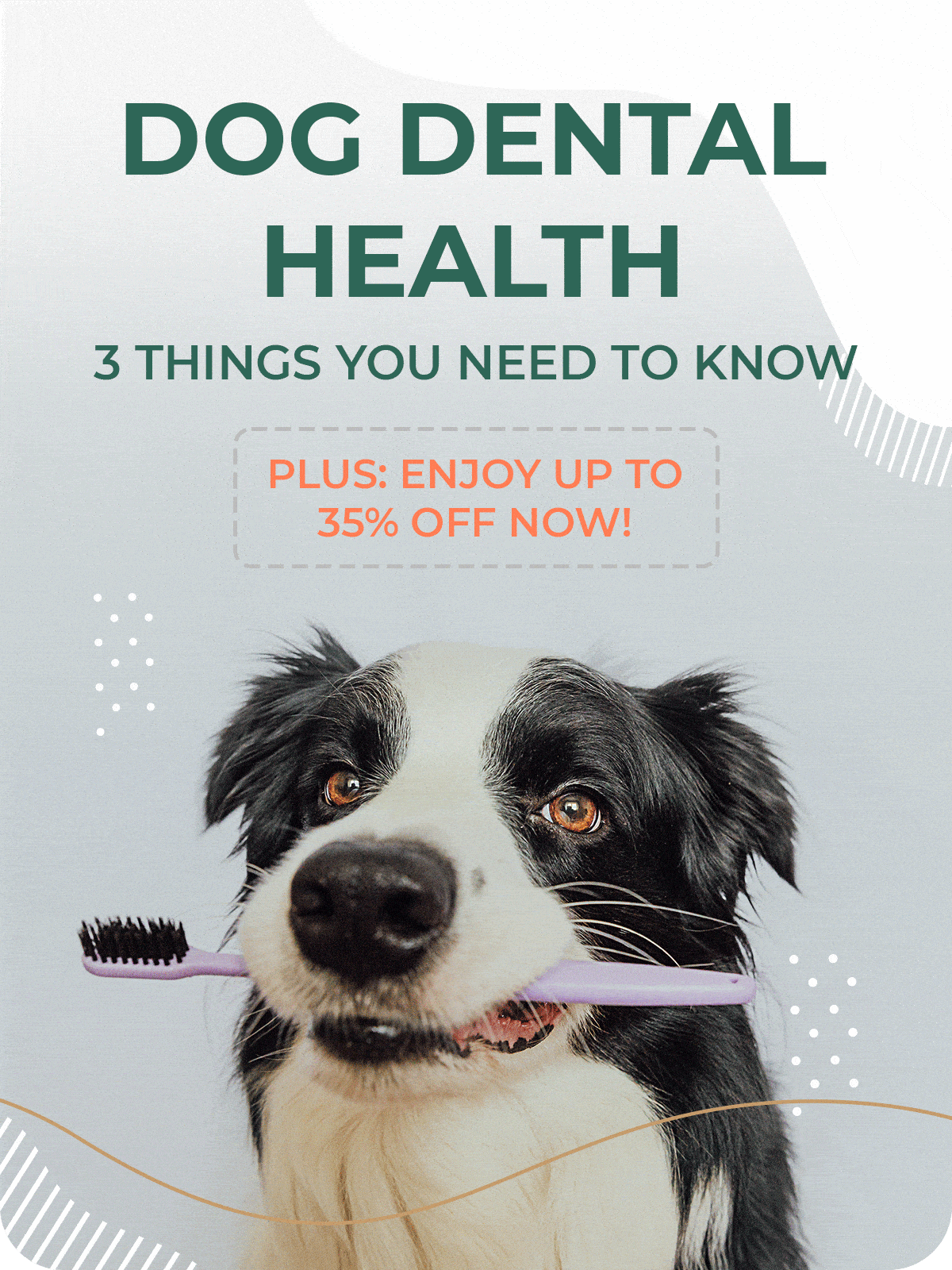How to keep your dog’s mouth healthy Pet Snacks