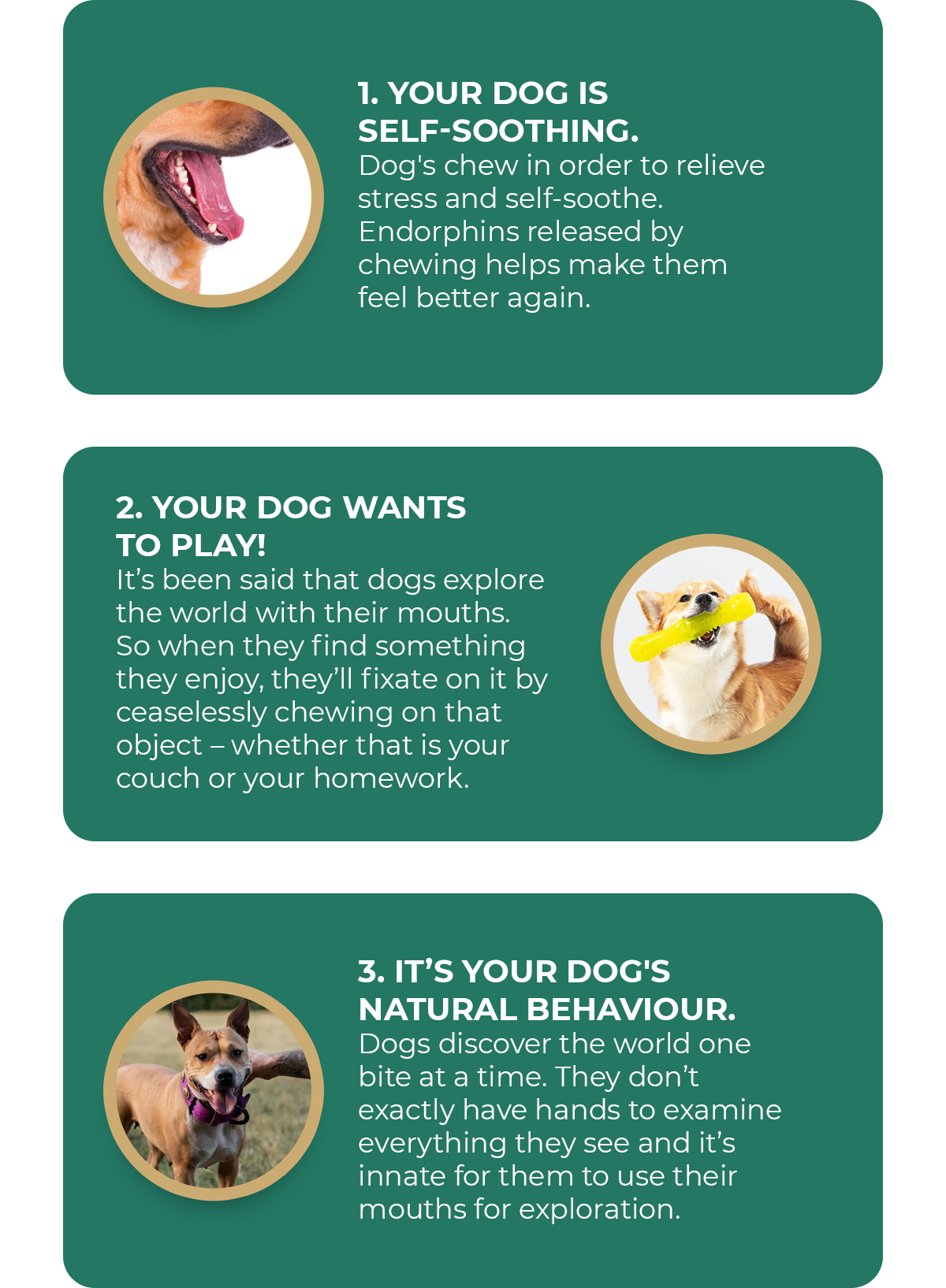 Why your furkid is chewing everything Pet Snacks