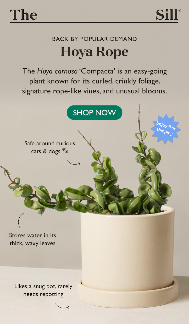 Hoya Carnosa Compacta