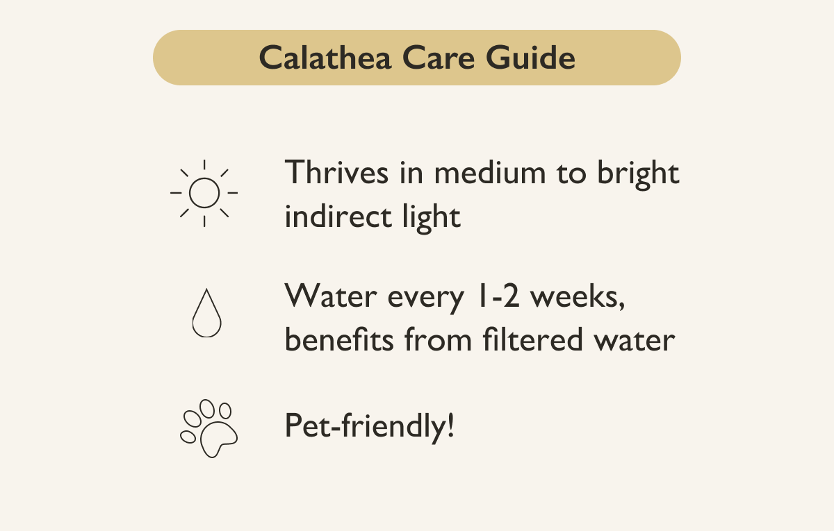 Pictured: Calathea Plant Care Guide