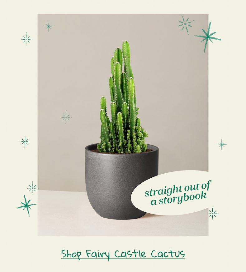 Shop Fairy Castle Cactus 