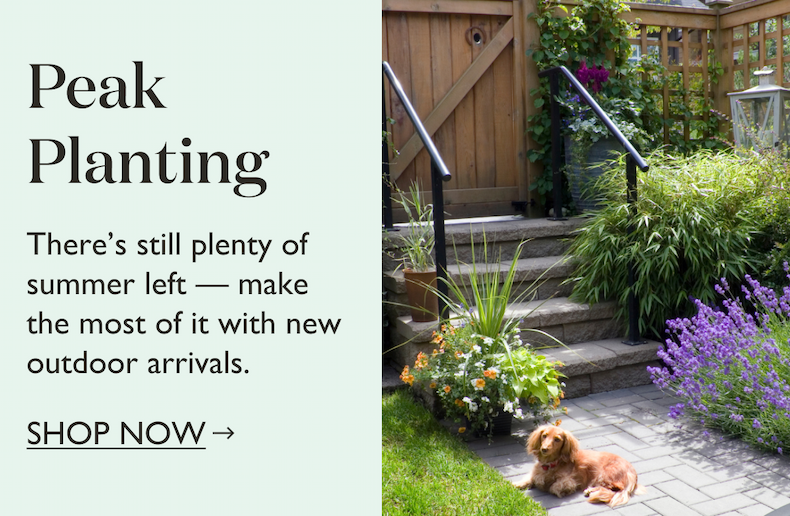 Peak Planting: Still plenty of summer left, make the most of it with new outdoor arrivals. Shop now.