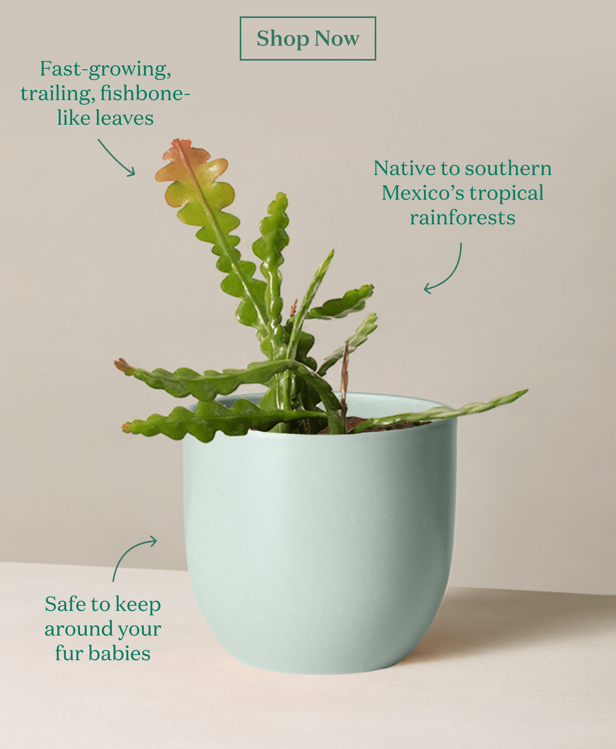 Fast-growing, trailing, fishbone-like leaves. Native to southern Mexico's tropical rainforests. Safe to keep around your fur babies. 
