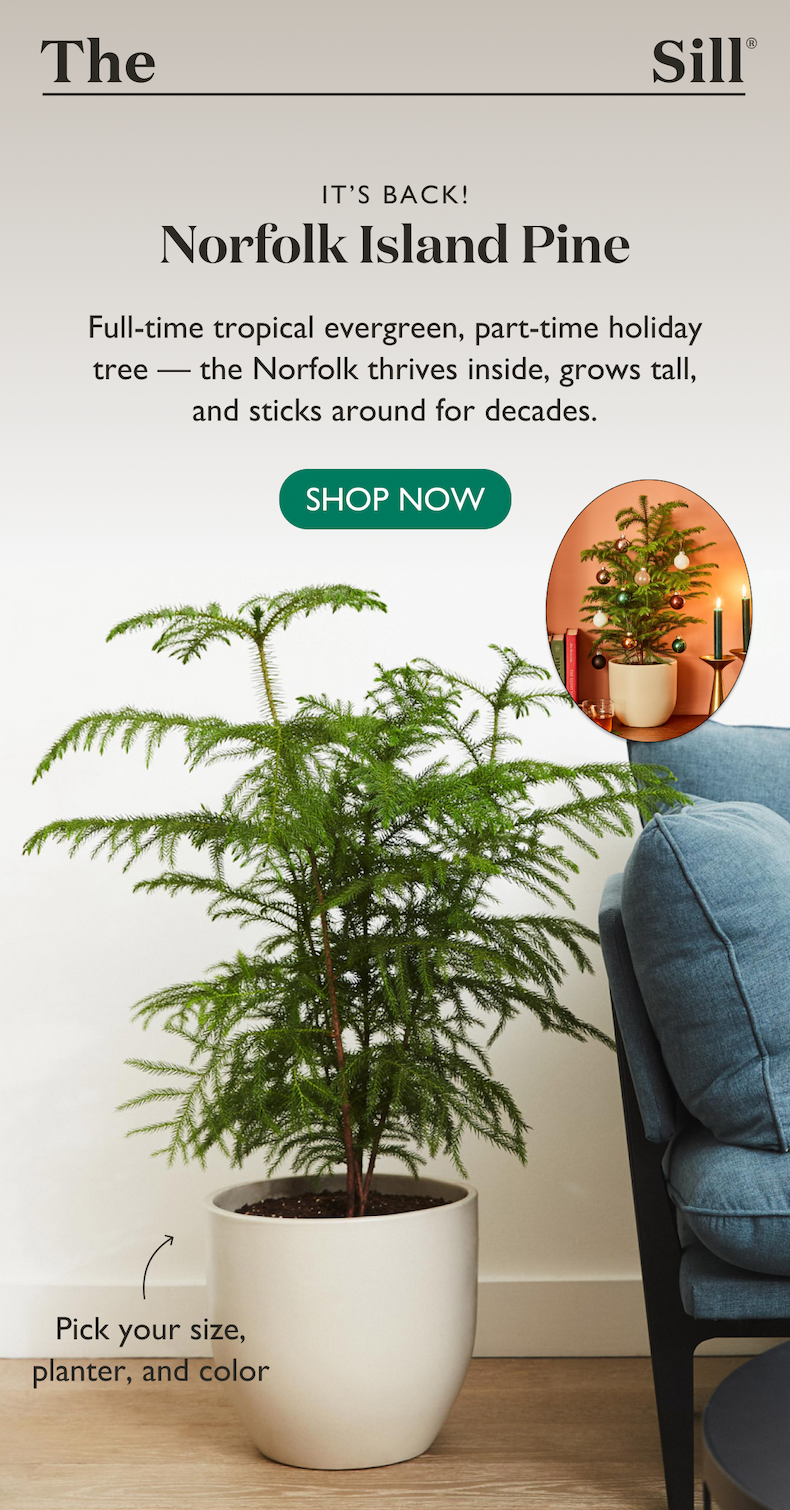 It's back! Full-time tropical evergreen, part-time holiday tree, the Norfolk Island Pine thrives inside, grows tall, and sticks around for decades. 